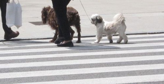 El Ayuntamiento de Palma permitirá a los dueños de perros subir con ellos a algunos autobuses