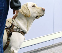 Los perros de asistencia para cualquier tipo de discapacitado ya pueden acceder al autobús en Madrid