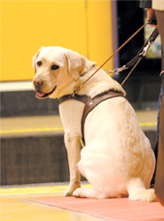 Los perros de asistencia para cualquier tipo de discapacitado ya pueden acceder al autobús en Madrid