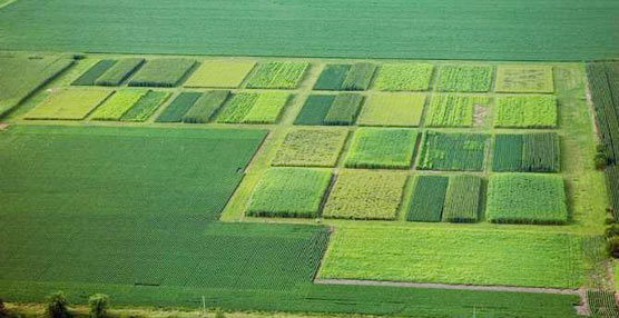 El Parlamento Europeo restringe la producción de biocombustibles de primera generación