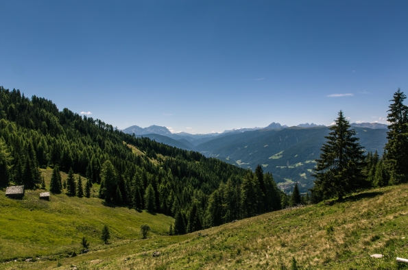 Día Internacional de los Bosques, también en el Sector