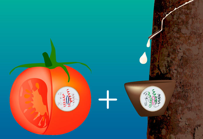 Enzimas del tomate para fabricar caucho natural