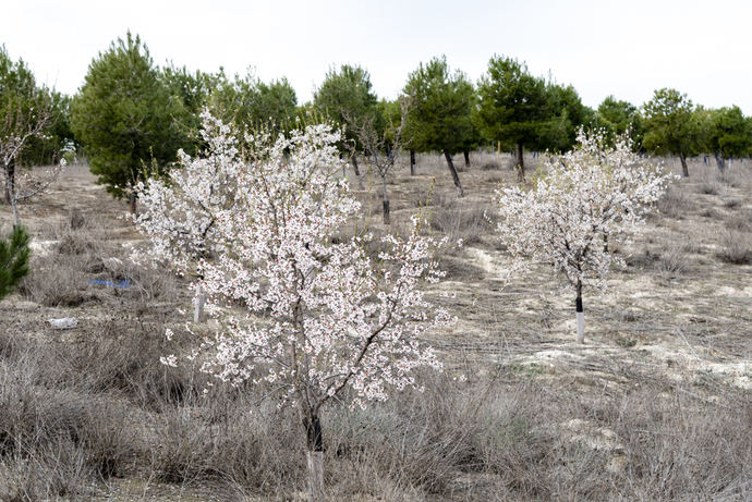 'Un Scania, un árbol', un proyecto sostenible que no para de crecer