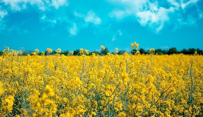 Appa pide objetivos más ambicioso para los biocombustibles