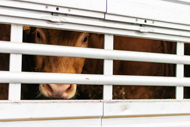Jornada Europea del Transporte de Animales Vivos en Zaragoza