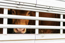 Jornada Europea del Transporte de Animales Vivos en Zaragoza