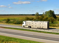 Inquietud en el sector por nuevo reglamento de transporte de animales vivos