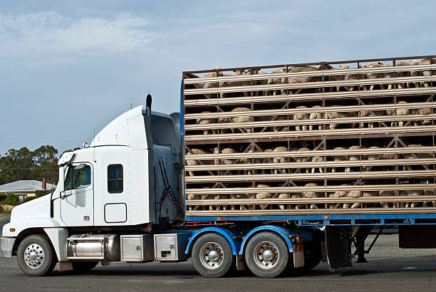 Carrocerías y su efecto en el transporte de animales vivos