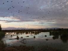 Parque del Delta del Ebro.