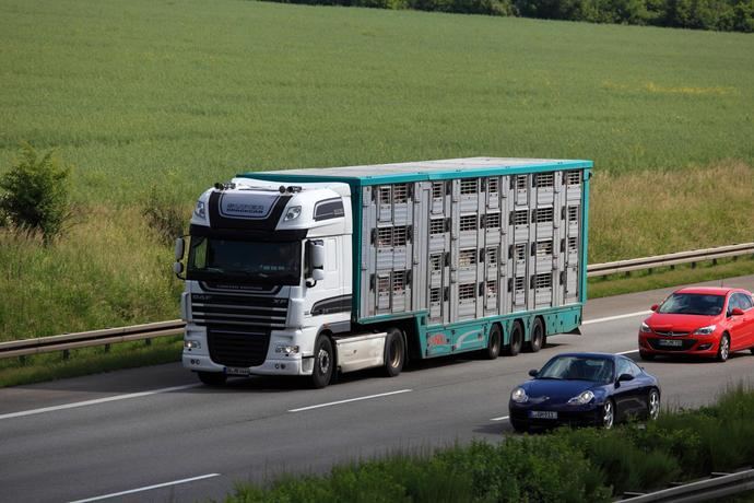 CETM pide cambios en el Reglamento de transporte de animales